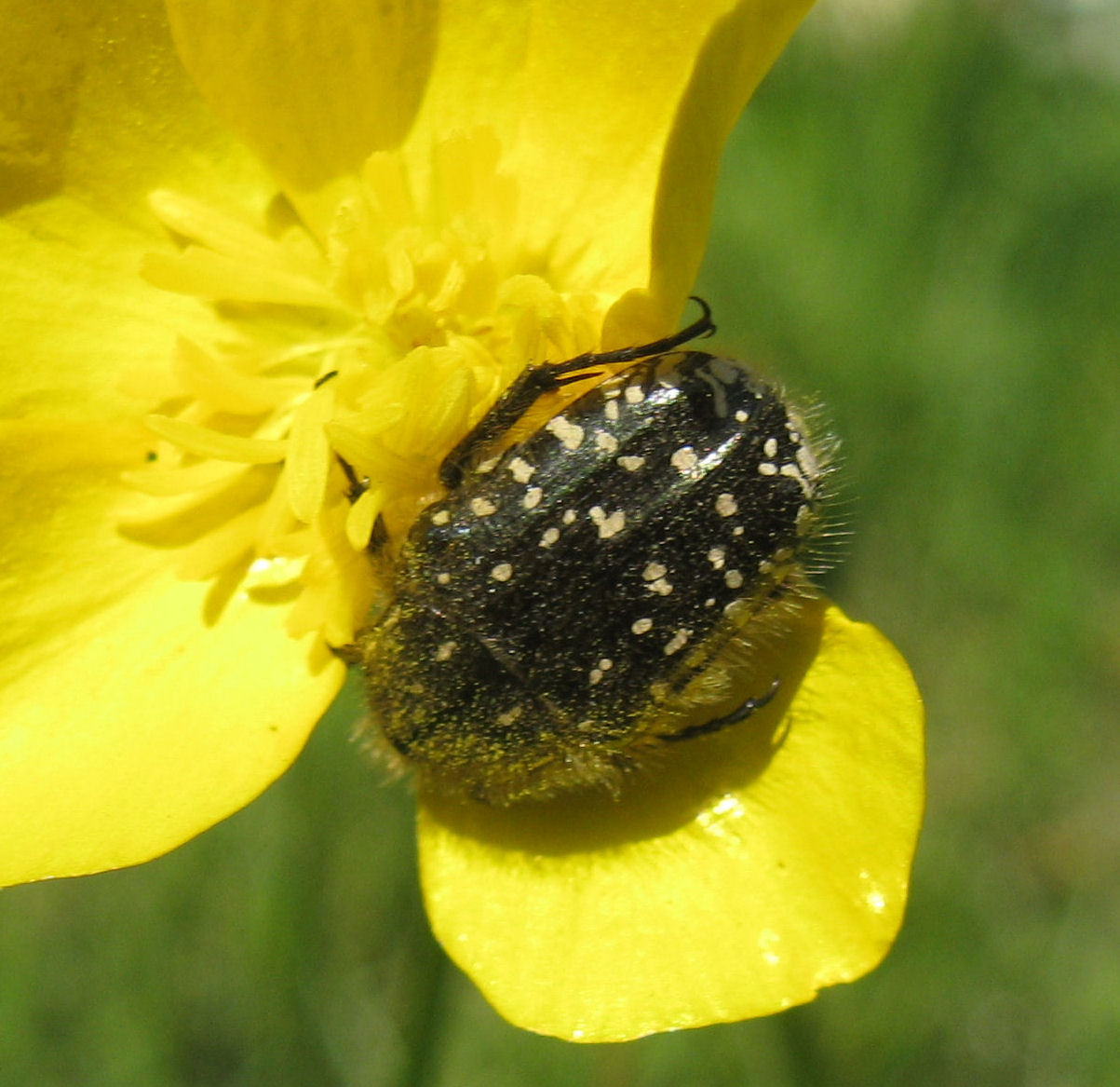 Oxythyrea funesta